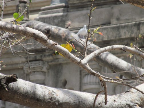 Mahabodhi Tree 1